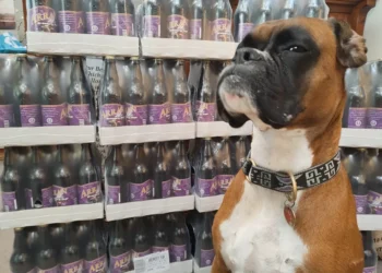 on-the-isle-of-arran,-there’s-a-new-pup-in-town