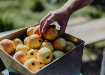 drinks-trust-unveils-new-cider-training-programme