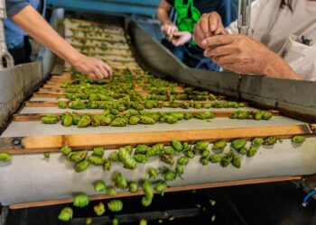 michigan-hops:-the-women-behind-the-bines