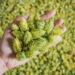 tapping-into-new-zealand-hop-terroir